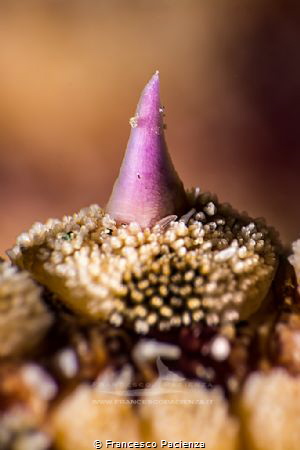 [:b:]Details of the thorns of Martasteria seastar[:/b:] by Francesco Pacienza 