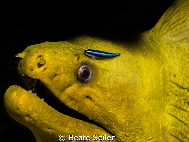 Green moray by Beate Seiler 