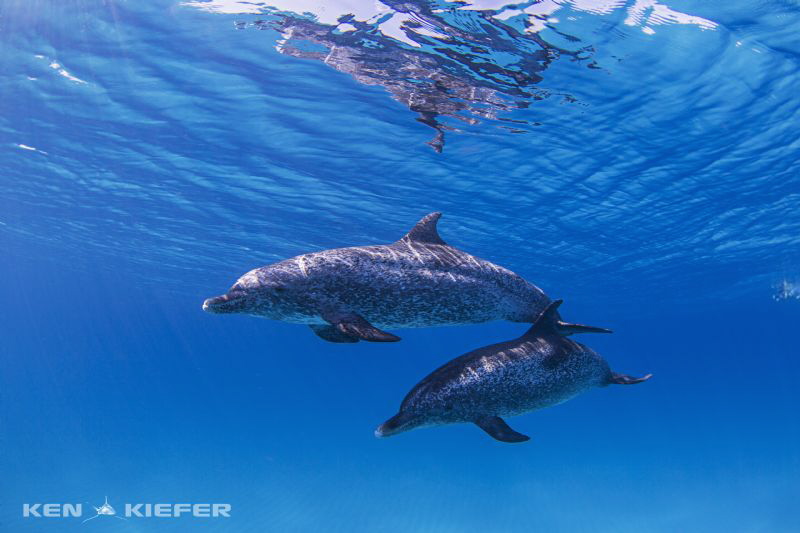 These are two adult males Manny and Montana (at least in ... by Ken Kiefer 