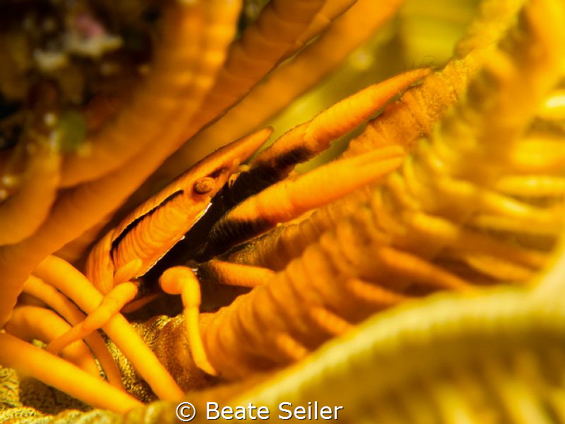 Yellow feather star squat lobster by Beate Seiler 