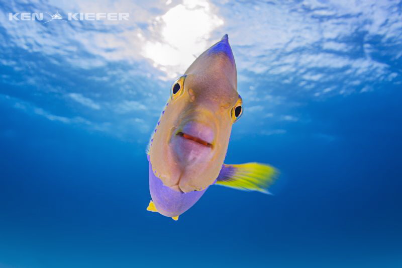 This transitional Queen Angel that is clearly a Nemo Wann... by Ken Kiefer 