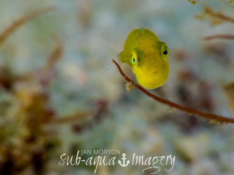 Actually a tough Super Macro Swimming shot!  A very rare ... by Jan Morton 