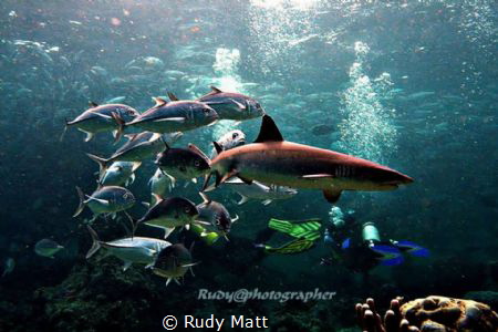 Whitetip shark n jackfish,
Canon 350D with patima housin... by Rudy Matt 