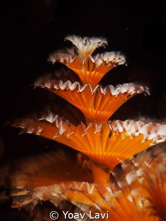 Christmas tree worm by Yoav Lavi 