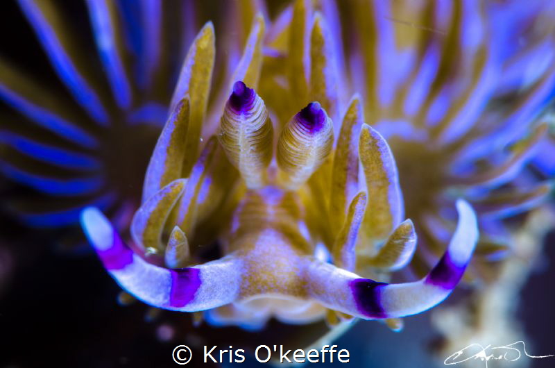 Blue Dragon - Pteraeolidia ianthina by Kris O'keeffe 