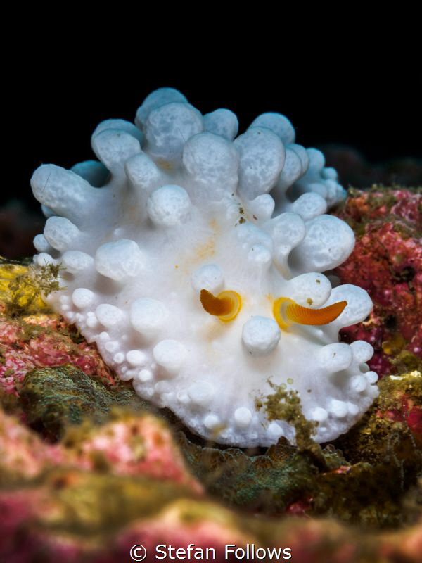 "I pity the fool!" Mr. T. Wart Slug - Phyllidia sp. Ang T... by Stefan Follows 