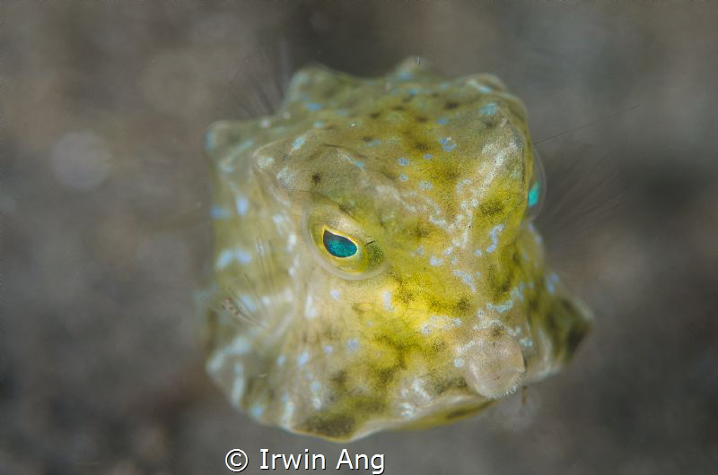 M U A C K 
Baby cowfish (Longhorn cowfish/Lactoria cornu... by Irwin Ang 