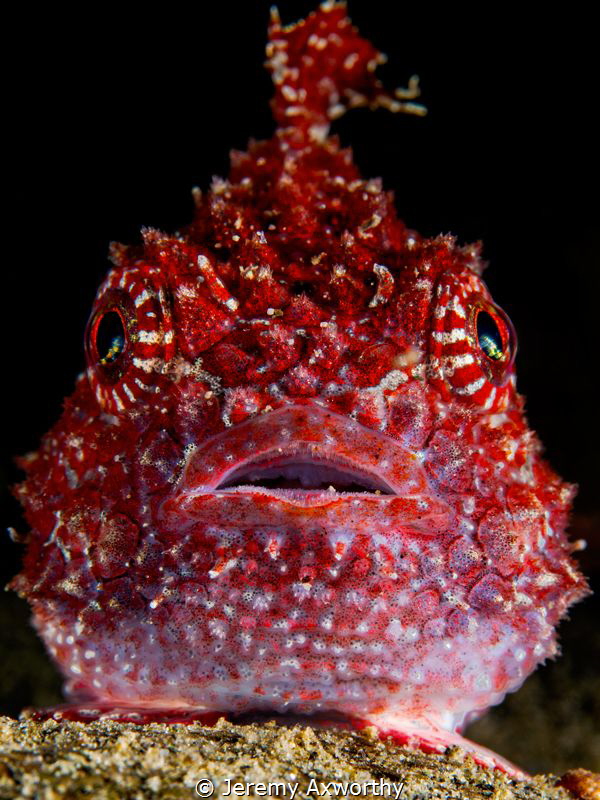 Red Lumpsucker by Jeremy Axworthy 