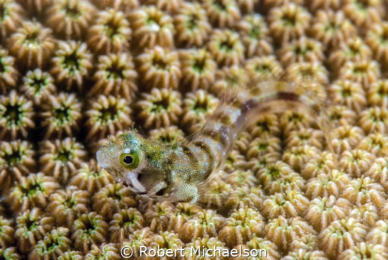Secretary Blennie. Don't see them out swimmimg freely ver... by Robert Michaelson 