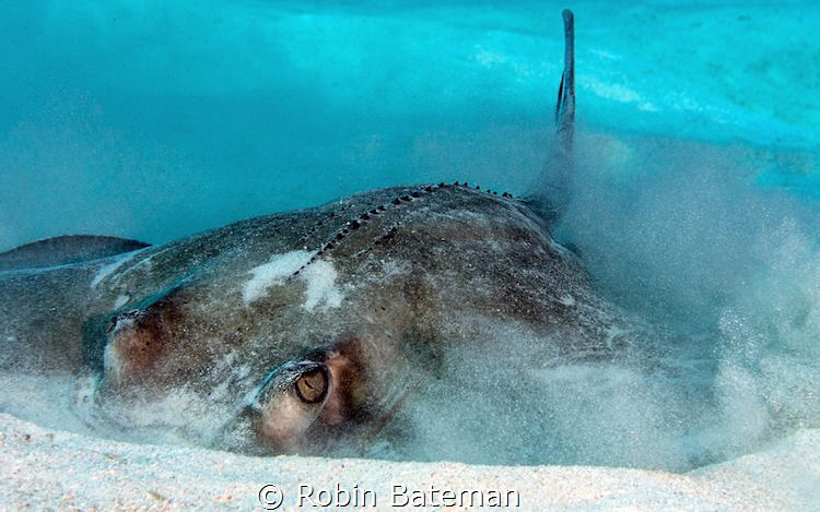 Captured this shot of a Southern Stingray as he was tryin... by Robin Bateman 