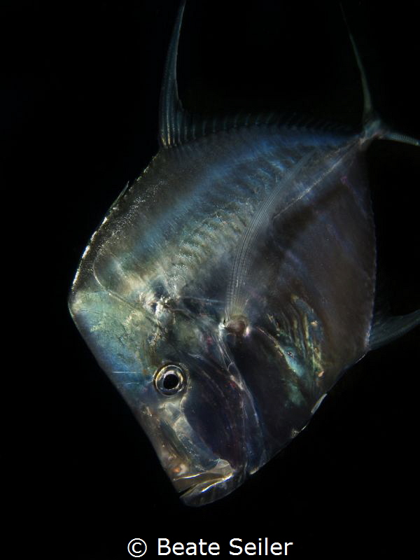 Lookdown by Beate Seiler 