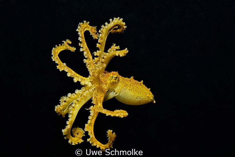 Mototi swimming by Uwe Schmolke 