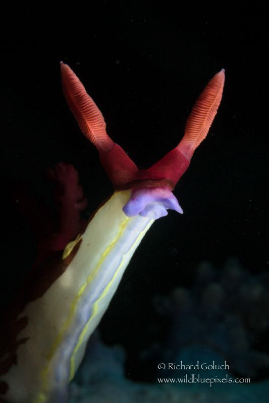 Nembrotha chamberlaini,snoot lighting-Anilao,Phillippines by Richard Goluch 