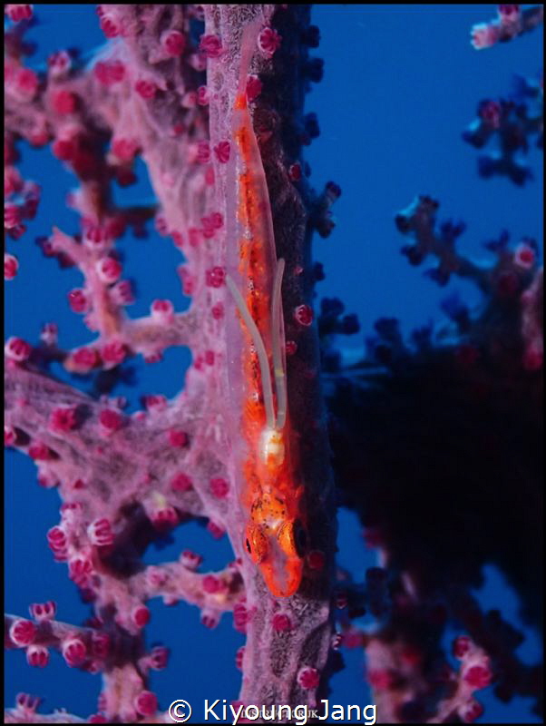 Parasite on goby by Kiyoung Jang 