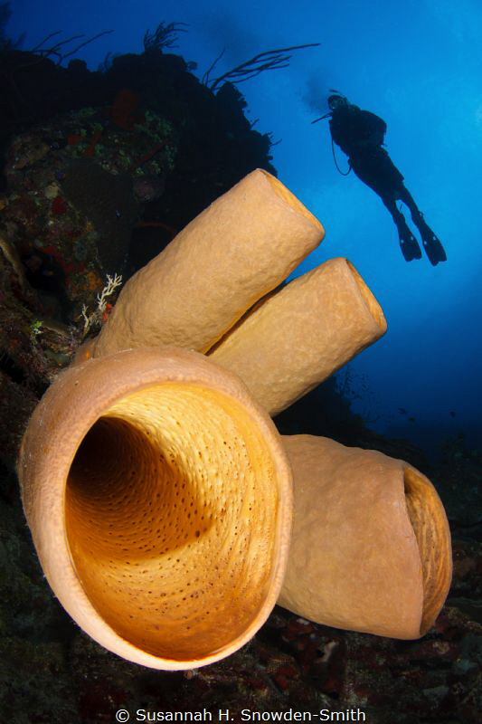 Diver & Sponge by Susannah H. Snowden-Smith 