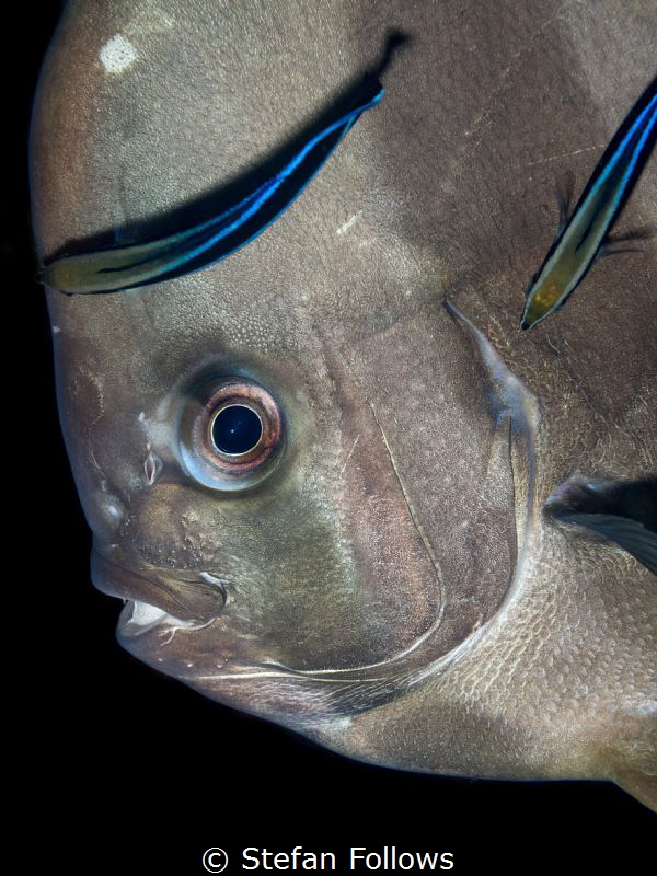 การอยู่ร่วมกันของสิ่งมีชีวืตสองชนิด ! Longfin Batfish - P... by Stefan Follows 