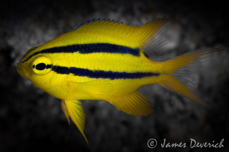Juvenile gold & black damsel by James Deverich 