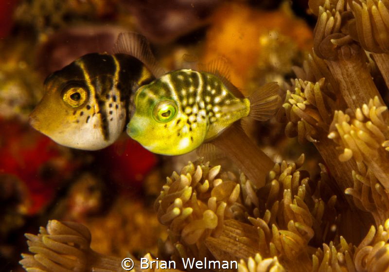 "Tiny Tots" by Brian Welman 