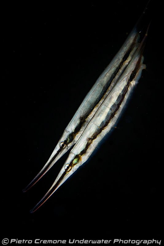 Razors in the dark by Pietro Cremone 