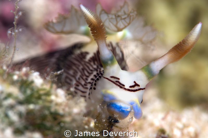 nembrotha lineolata by James Deverich 