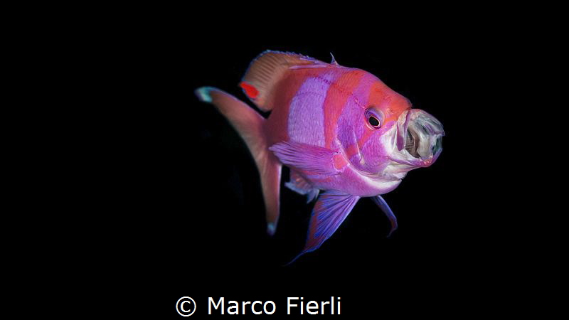 Square Spot Anthias by Marco Fierli 