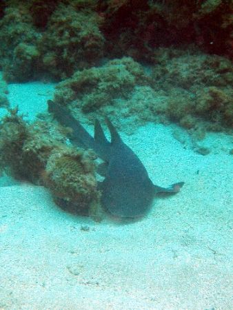 nurse shark;Jamaica by Steve Laycock 