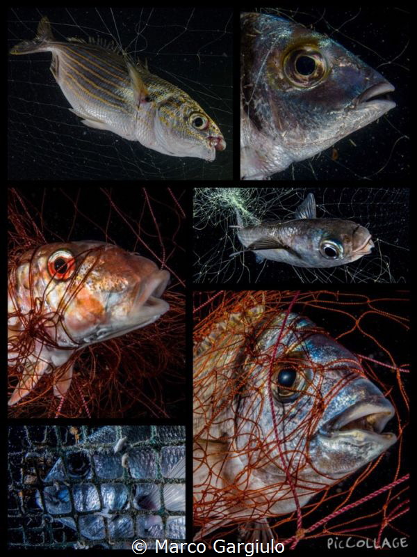Collage #5. Fishes in the net by Marco Gargiulo 