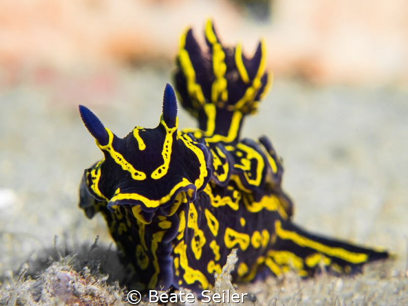 Nudi by Beate Seiler 