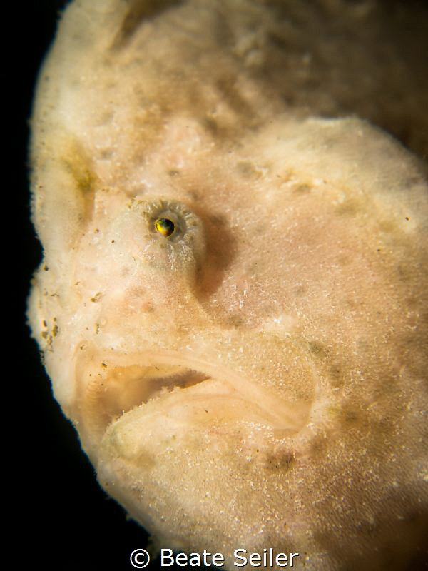 Forg fish Protrait by Beate Seiler 