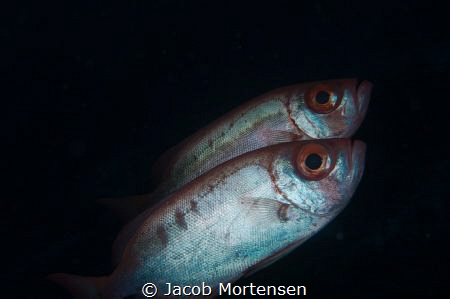 Priacanthus Hamrur -Crescent-tail big eye by Jacob Mortensen 