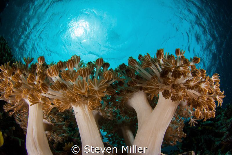 Still life by Steven Miller 