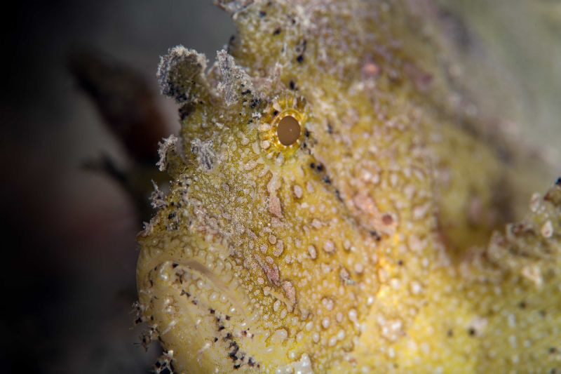 leaf scorpion eyeballing me, I think he was pissed I saw ... by James Deverich 