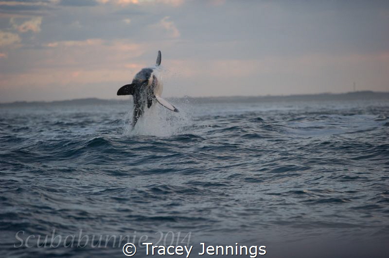 Good morning world by Tracey Jennings 