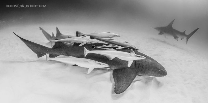 Nurse Shark with a serious load of remora!! by Ken Kiefer 