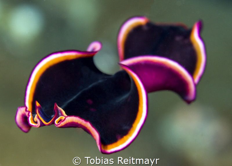 Free swimming flatworm, Stonehenge, Similans by Tobias Reitmayr 