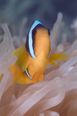Clown fish in 2m of water, 105mm with twin flash guns. by Derek Haslam 