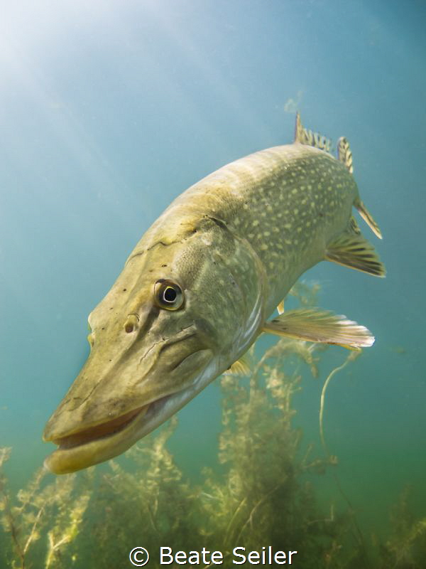 Northern pike in sun light by Beate Seiler 