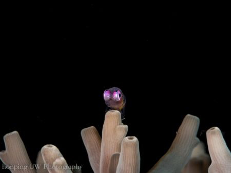 Bryaninops natans @ Pom Pom Island, Malaysia. by Hon Ping 