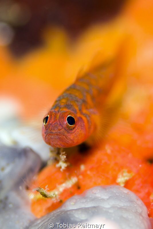 Dwarf goby in Palong, Phi Phi Ley by Tobias Reitmayr 
