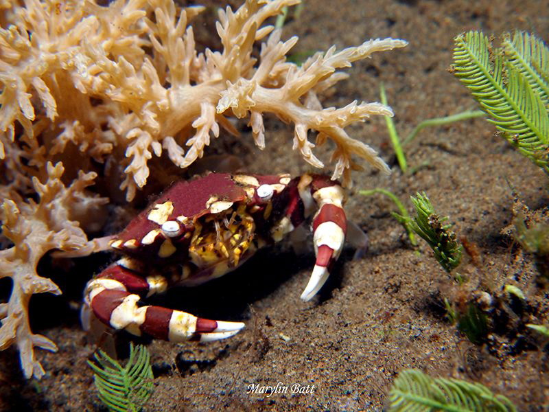Harlequin crab. by Marylin Batt 