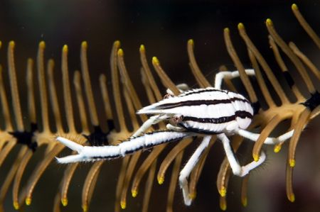 Black and white. Philippine sea.Nikon d100, 105 macro,two... by Marchione Giacomo 