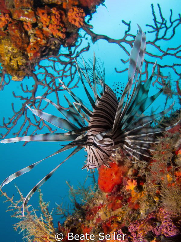 Lionfish at a ship wreck by Beate Seiler 