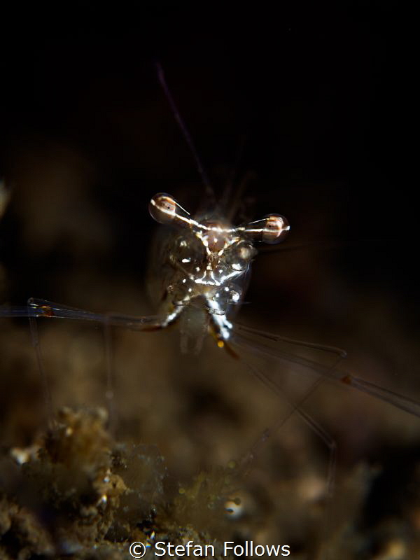 Eye Level. Black and Silver Cuapetes Shrimp - Cuapetes gr... by Stefan Follows 