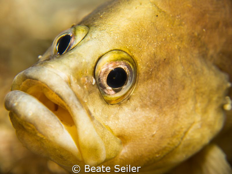 Soap fish by Beate Seiler 