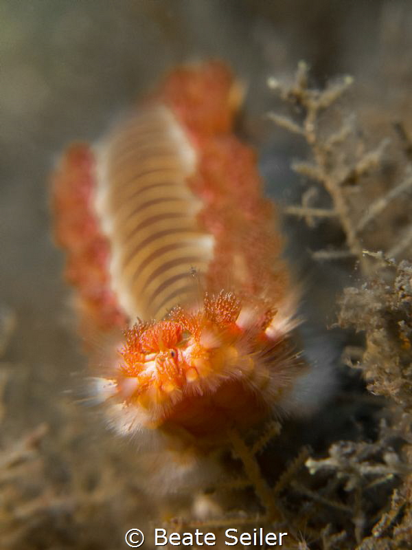 Fire worm at the bridge by Beate Seiler 