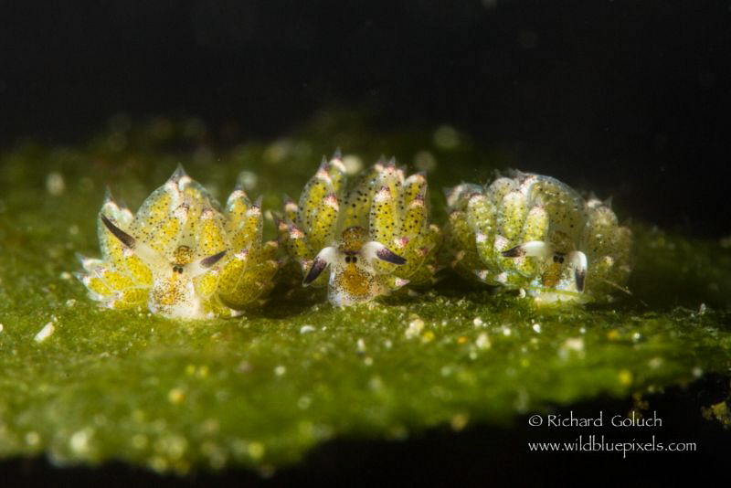 Cistasiella kuroshimae-Anilao,Phillippines by Richard Goluch 
