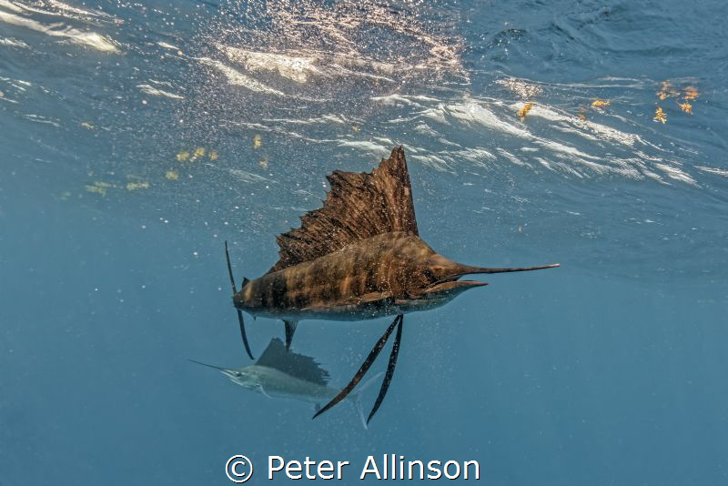 sailfish by Peter Allinson 