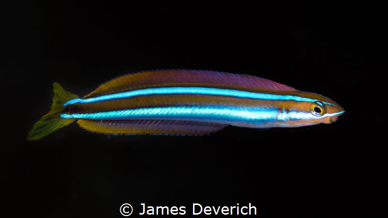 Blenny! by James Deverich 