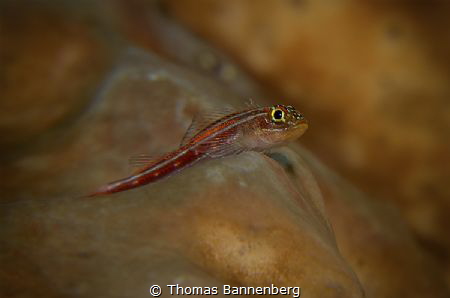 Lookout Mountain
NIKON D7000 in a Seacam "Prelude" uw ho... by Thomas Bannenberg 