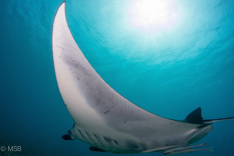 Manta under sunshine. by Mehmet Salih Bilal 